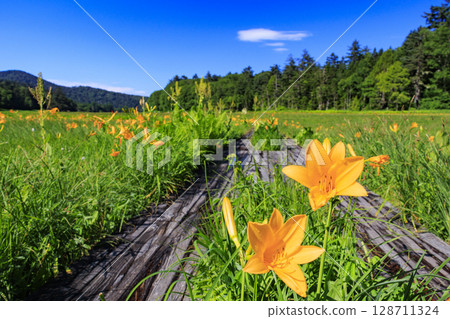 尾瀨之夏:盛開的日本萱草、從大江濕地到尾瀨湖 尾瀨之夏:盛開的日本萱草、從大江濕地到尾瀨湖 128711324