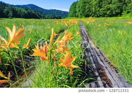 Summer in Oze: Hemerocallis nipponicus in full bloom, Oe Marshland to Lake Oze Summer in Oze: Hemerocallis nipponicus in full bloom, Oe Marshland to Lake Oze 128711331