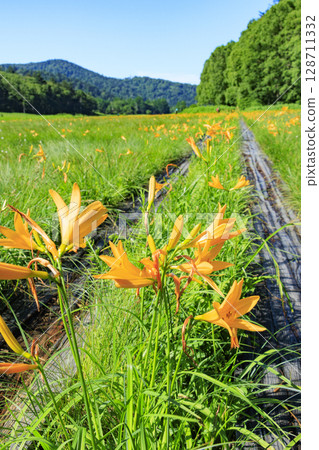 Summer in Oze: Hemerocallis nipponicus in full bloom, Oe Marshland to Lake Oze Summer in Oze: Hemerocallis nipponicus in full bloom, Oe Marshland to Lake Oze 128711332