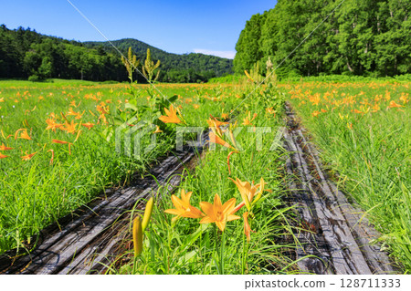 尾瀨之夏：盛開的日本萱草、從大江濕地到尾瀨湖 128711333