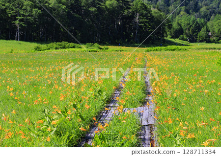 尾瀨之夏：盛開的日本萱草、從大江濕地到尾瀨湖 128711334