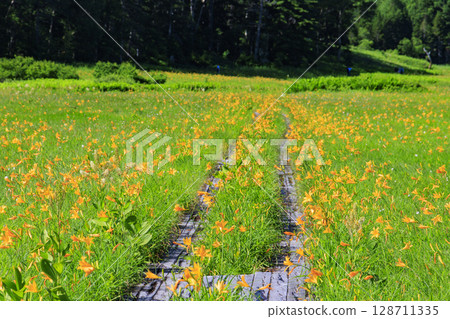 Summer in Oze: Hemerocallis nipponicus in full bloom, Oe Marshland to Lake Oze 128711335