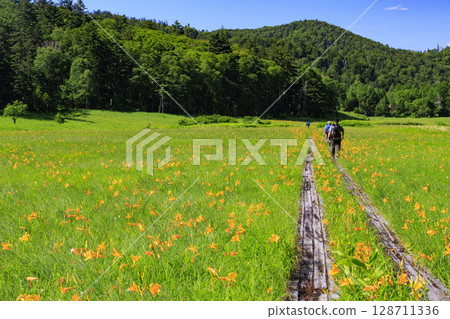 Summer in Oze: Hemerocallis nipponicus in full bloom, Oe Marshland to Lake Oze Summer in Oze: Hemerocallis nipponicus in full bloom, Oe Marshland to Lake Oze 128711336
