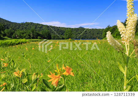 尾瀨之夏：盛開的日本萱草、從大江濕地到尾瀨湖 128711339