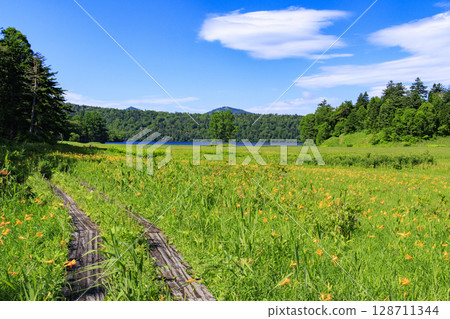 Summer in Oze: Hemerocallis nipponicus in full bloom, Oe Marshland to Lake Oze 128711344