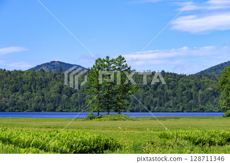Summer in Oze: Hemerocallis nipponicus in full bloom, Oe Marshland to Lake Oze 128711346