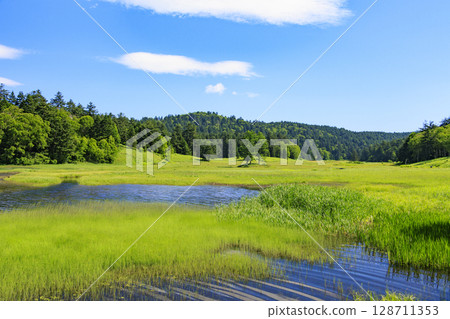 Summer in Oze: Hemerocallis nipponicus in full bloom, Oe Marshland to Lake Oze 128711353