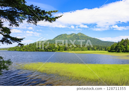 Summer in Oze: Hemerocallis nipponicus in full bloom, Oe Marshland to Lake Oze 128711355