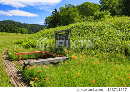 Summer in Oze: Hemerocallis nipponicus in full bloom, Oe Marshland to Lake Oze Summer in Oze: Hemerocallis nipponicus in full bloom, Oe Marshland to Lake Oze 128711357