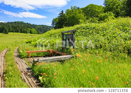 尾瀨之夏:盛開的日本萱草、從大江濕地到尾瀨湖 尾瀨之夏:盛開的日本萱草、從大江濕地到尾瀨湖 128711358