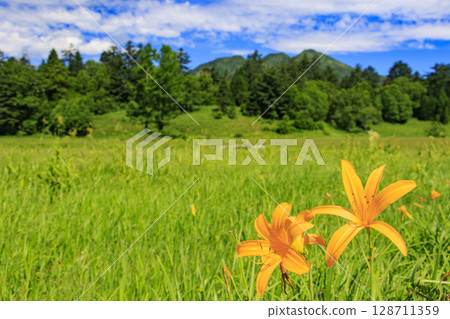 尾瀨之夏：盛開的日本萱草、從大江濕地到尾瀨湖 128711359