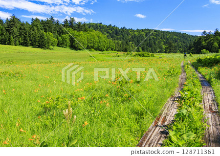 Summer in Oze: Hemerocallis nipponicus in full bloom, Oe Marshland to Lake Oze 128711361