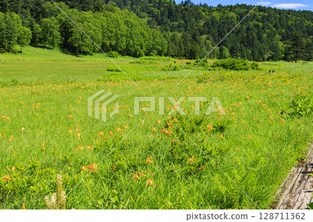 尾瀨之夏：盛開的日本萱草、從大江濕地到尾瀨湖 128711362