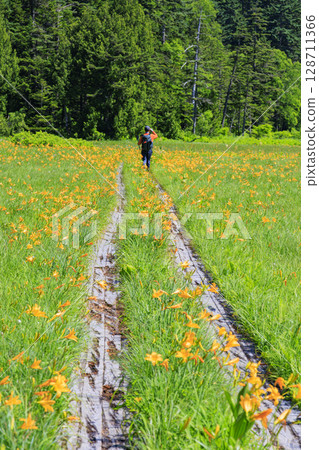 Summer in Oze: Hemerocallis nipponicus in full bloom, Oe Marshland to Lake Oze 128711366