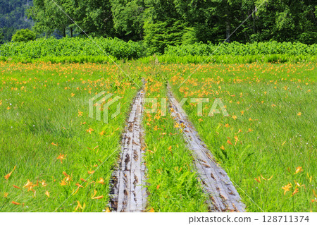 尾瀨之夏:盛開的日本萱草、從大江濕地到尾瀨湖 尾瀨之夏:盛開的日本萱草、從大江濕地到尾瀨湖 128711374