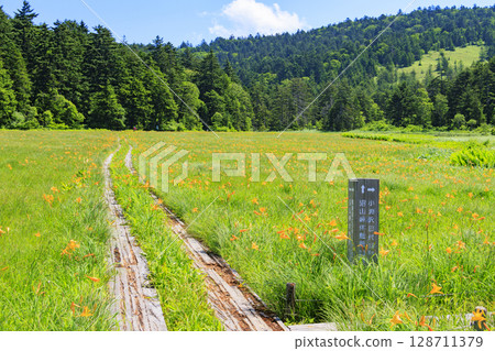 尾瀨之夏：盛開的日本萱草、從大江濕地到尾瀨湖 128711379
