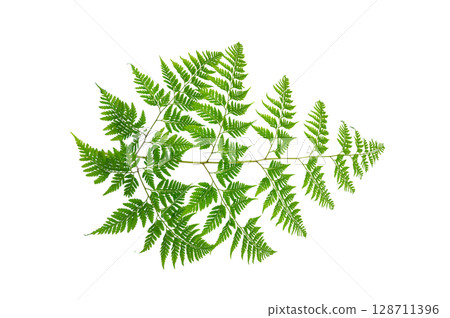 Isolated Fern Plant with Root. Transparent PNG for Botanical Design Green Fern with Root Realistic Plant PNG for Natural Decor Isolated Fern Plant with Root. Transparent PNG for Botanical Design Green Fern with Root Realistic Plant PNG for Natural Decor 128711396