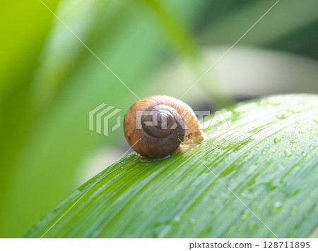 Snail on a rainy day 128711895