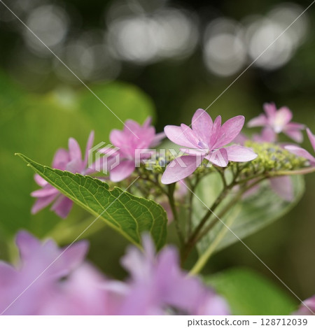 Cute pink hydrangea flowers, warm and blurred background 128712039