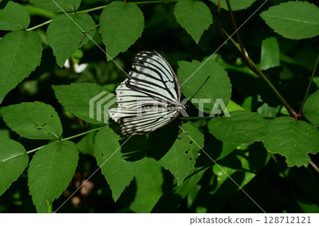 Red-bellied butterfly perched on a leaf 128712121