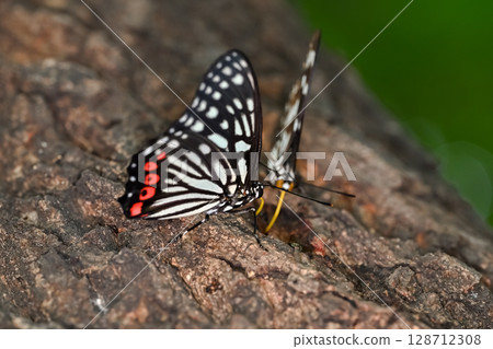  Red-faced red turtle 128712308