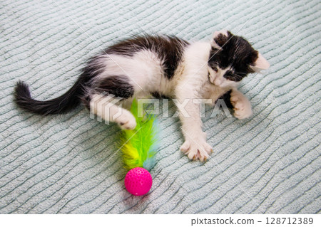 Beautiful kitten playing with a toy on a bed Beautiful kitten playing with a toy on a bed 128712389