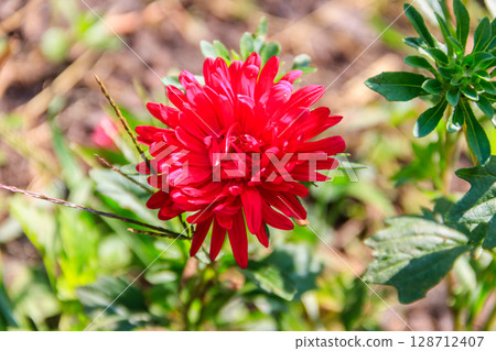 Beautiful aster on flower bed in the garden Beautiful aster on flower bed in the garden 128712407