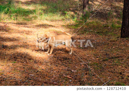 Labrador retriever walking in the pine forest at autumn Labrador retriever walking in the pine forest at autumn 128712410