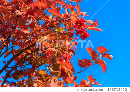 Red berries of viburnum in the garden on the bush at autumn Red berries of viburnum in the garden on the bush at autumn 128712420