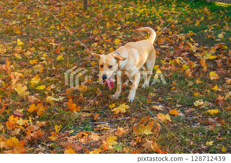 Young labrador retriever dog running in autumn park Young labrador retriever dog running in autumn park 128712439