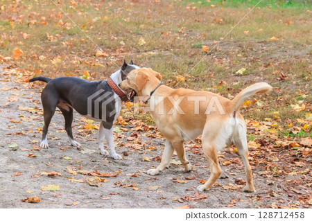 Amstaff and labrador retriever playing in autumn park 128712458