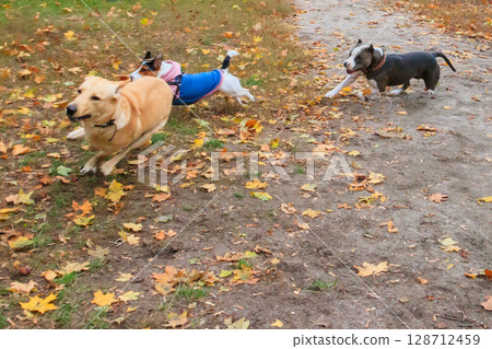Amstaff, Jack Russell terrier and labrador retriever playing in autumn park 128712459