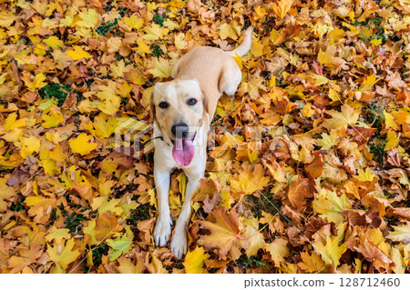 Young labrador retriever dog in the fallen yellow maple leaves in autumn park Young labrador retriever dog in the fallen yellow maple leaves in autumn park 128712460
