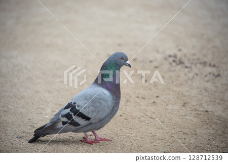 Close-up of a pigeon standing on the ground (Miyajima, Hiroshima Prefecture) 128712539