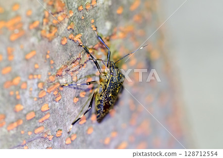 馬達拉蟲 128712554