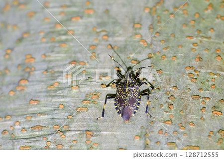 馬達拉蟲 128712555