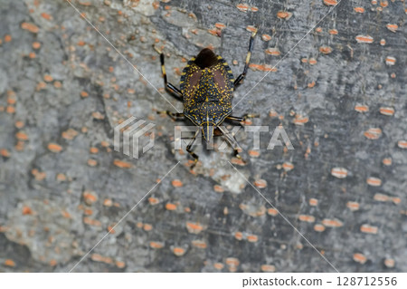 馬達拉蟲 128712556