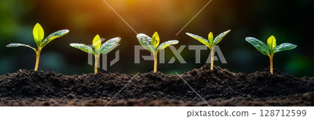 Multiple young sprouts growing in soil under sunlight, symbolizing growth, renewal, and nature's resilience. 128712599