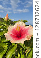 Blooming hibiscus in perpetual summer in Okinawa 128712624