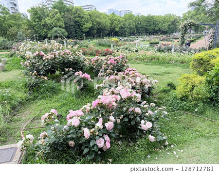 Roses blooming in Utsubo Park, between the buildings Roses blooming in Utsubo Park, between the buildings 128712781