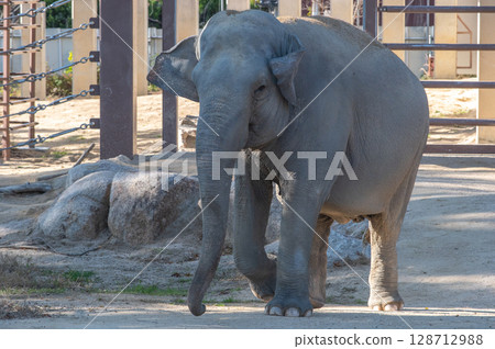An Asian elephant relaxing at Tokuyama Zoo (Yamaguchi Prefecture) 128712988