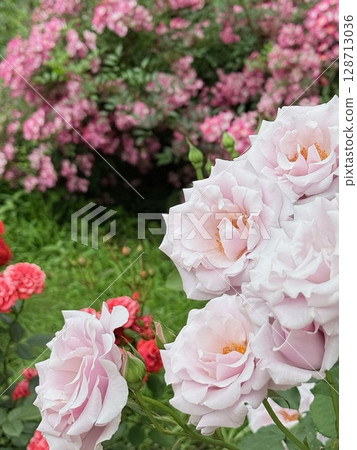 Beautiful roses in full bloom at Utsubo Park 128713036