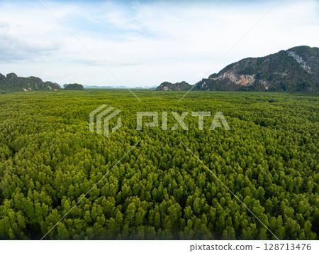 Drone view Mangrove forest trees in Thailand. Drone view Mangrove forest trees in Thailand. 128713476