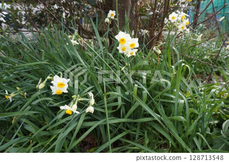 Narcissus 128713548