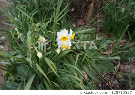 Narcissus 128713557