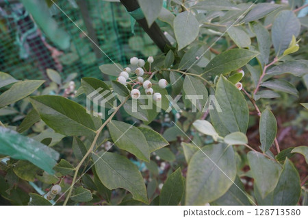 藍莓 藍莓 128713580