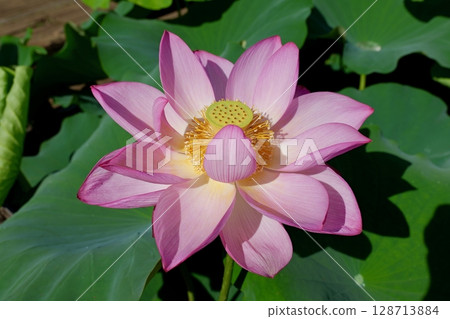 Ohga lotus at Machida Yakushiike Park 128713884
