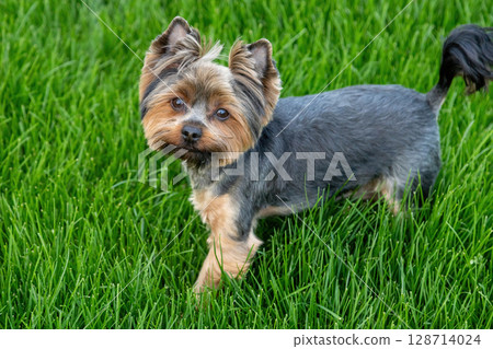 Yorkshire Terrier exploring lush green grass in a sunny outdoor setting during spring afternoon Yorkshire Terrier exploring lush green grass in a sunny outdoor setting during spring afternoon 128714024