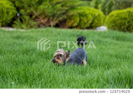 Small dog exploring green grass in a sunny garden setting during daytime Small dog exploring green grass in a sunny garden setting during daytime 128714029
