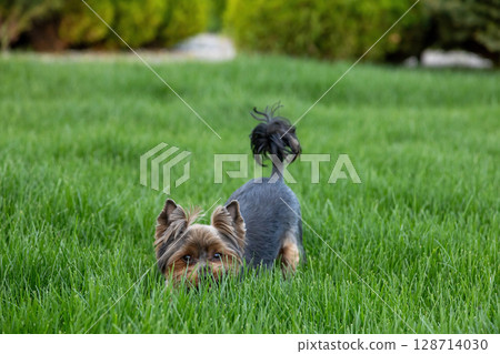 Small dog exploring lush green grass in a tranquil outdoor setting during a sunny day Small dog exploring lush green grass in a tranquil outdoor setting during a sunny day 128714030